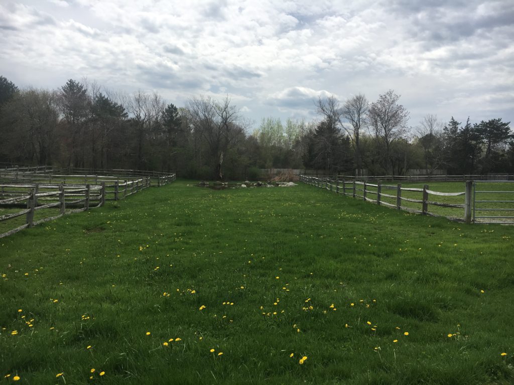 Peaceful and Large Turnout Paddocks